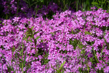 Beautiful ground cover pink flowers