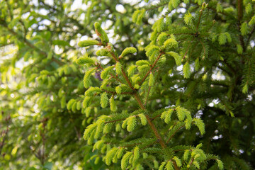 Beautiful young spruce branches in spring