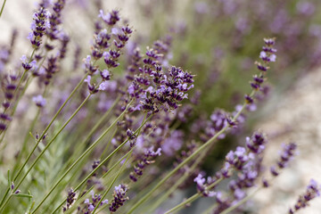 bunch of lavender