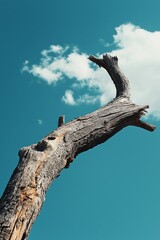 A striking dry tree branch twists upwards against a clear blue sky, symbolizing resilience and timelessness.