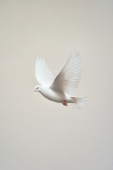 Fototapeta premium A graceful white dove in flight against a pale background