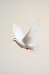 Majestic white dove in flight against a soft, neutral background