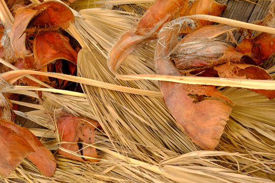 Valencia, Spain, Europe Fallen palm fronds