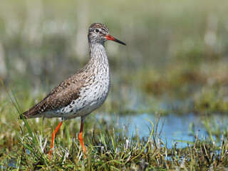 Common Redshank
