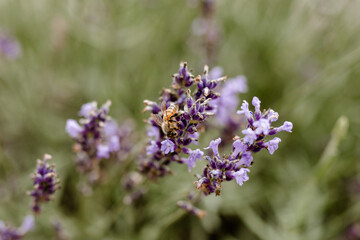 Obraz premium bee on lavender