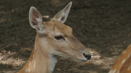 Deer animal spotted baby