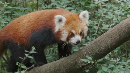 Red panda, cute animal