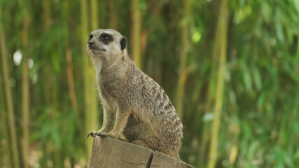 Meerkat animal sitting