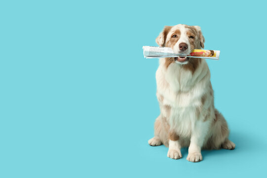 Cute Australian Shepherd dog with newspaper sitting on blue background