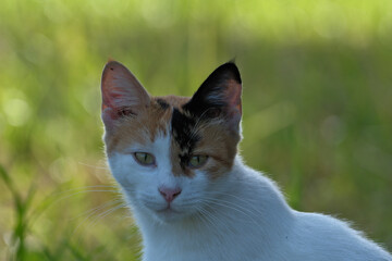 Portrait of a cat with green eyes on the background of green grass