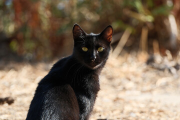 Black cat with yellow eyes in the park. Portrait of a cat. Selective focus and small depth of field.