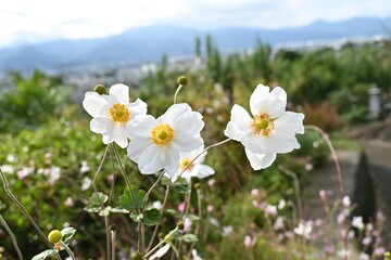 Japanese anemone ( Anemone hupehensis ) flowers. Ranunculaceae perennial plants. Red and white flowers bloom on tall stems in autumn.