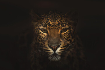 Portrait of a leopard