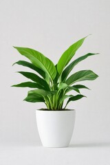 Lush green houseplant in a white pot