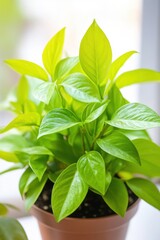 Obraz premium Lush green leaves of a potted plant in a bright, natural setting