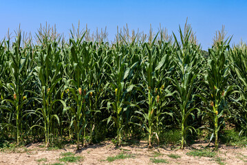 Obraz premium Green corn field under the blue sky