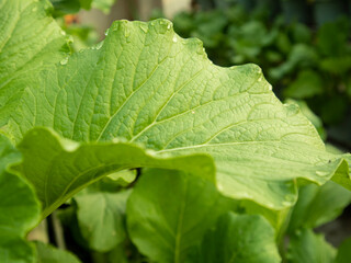 Close up view of green mustard leaves with few water droplets