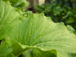 Close up view of green mustard leaves with few water droplets
