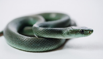 Obraz premium Green snake isolated on white backdrop. Symbol of 2025 year.
