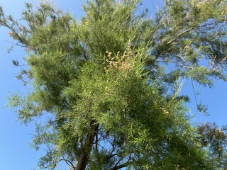 Tamarix gallica subsp. gallica, in bloom. Tamarix gallica, the French tamarisk, is a thin-branched shrub or small tree.