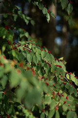 Red viburnum berries grow on a tree.