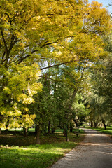 Naklejka premium Golden autumn colors in the forest