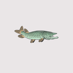 The figure shows a pike fish