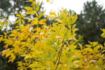 Golden autumn colors in the forest