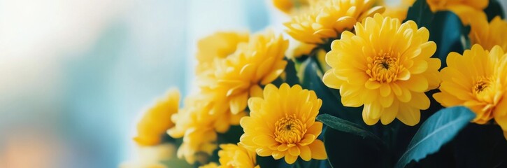 Fototapeta premium Vibrant yellow chrysanthemum flowers in bloom
