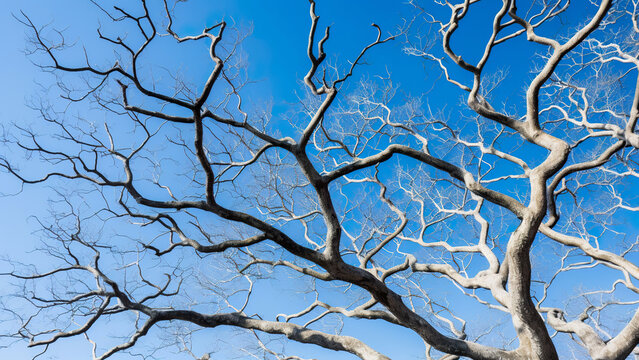 Twisted bare sycamore tree branches against bright blue sky in winter