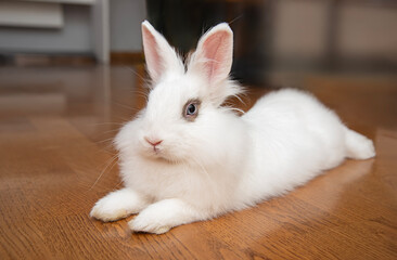 Young white rabbit with blue eyes in home interior. Caring for a pet and keeping a rabbit in a house without a cage.