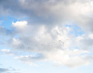 Flock of birds flying across a cloudy blue sky