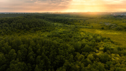 Fototapeta premium An aerial photograph of a vast forest extending as far as the eye can see during sunset.