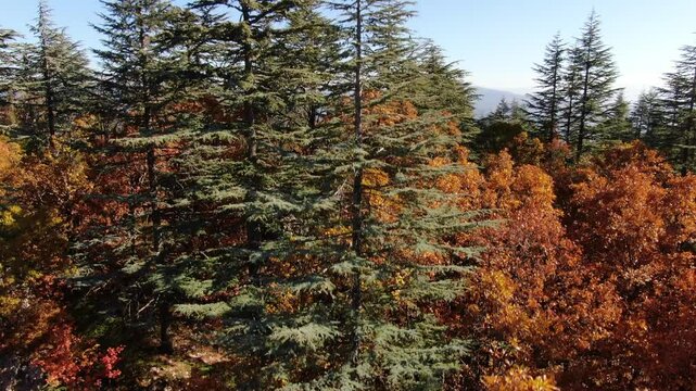 Aerial view of the colorful forest landscape in autumn. Golden yellow oak trees among cedar trees. Aerial shot Quercus vulcanica