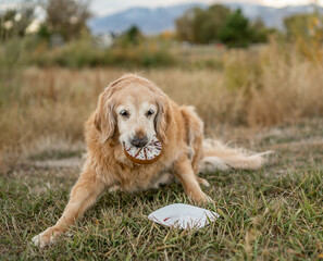 Senior golden retriever holding birthday cake in mouth outdoors
