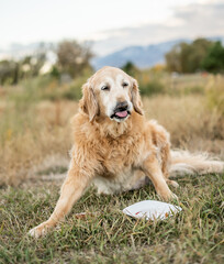 Senior golden retriever making funny face by sticking tongue out eating birthday cake outdoors
