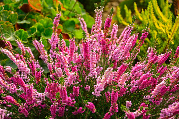 rózowe wrzosy w ogrodzie, kwitnące wrzosy, Wrzos zwyczajny, wrzos pospolity, Calluna vulgaris, common heather, simply heathe, wrzos Annemarie, wrzos o pełnych kwiatach, double flowers Calluna © kateej