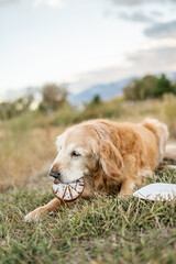 Senior golden retriever holding birthday cake sideways in mouth on grassy field
