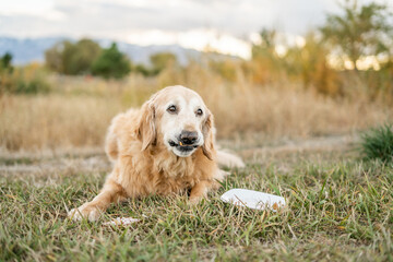 Senior golden retriever making funny face after eating birthday cake outdoors