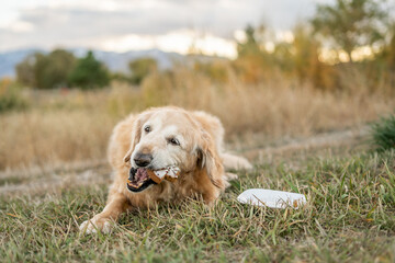 Senior golden retriever playfully chewing birthday cake outdoors in grassy field