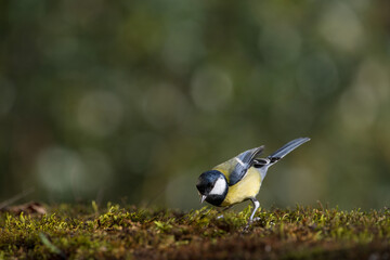 Great tit on the mossy ground. Soft evening light and blur background with shallow depth of field.