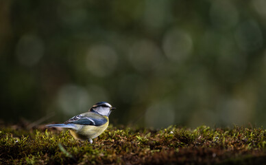 Blue tit on the mossy ground. Soft evening light and blur background with shallow depth of field.