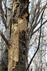 close-up of extensive beetle and woodpecker bark damage on tree texture background