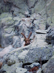 Chamois/bouquetin dans les alpes