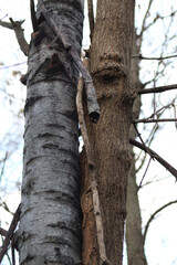 two trees with intertwined trunks with anthropomorphic eyes environment nature forest background