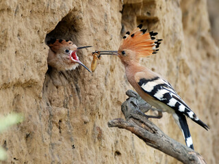 Eurasian Hoopoe3