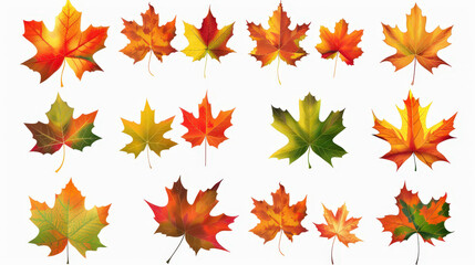 Obraz premium autumn maple leaves background isolated