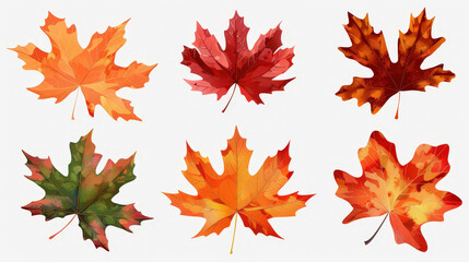 Fototapeta premium autumn maple leaves background isolated