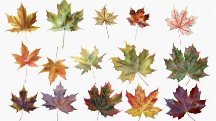 Fototapeta premium autumn maple leaves background isolated
