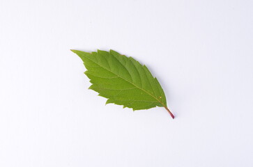 Real green leaf from a tree close-up on a white background, detail, veins, nature of France